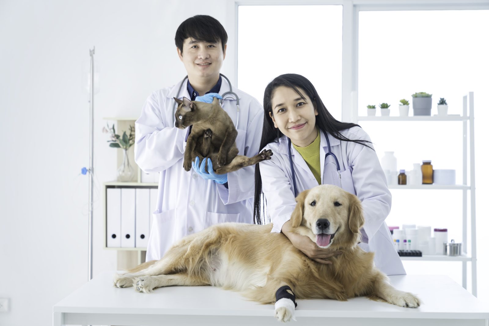 Từ vựng chuyên ngành Thú y theo lĩnh vực